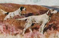 English Setters, thumbnail