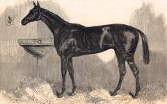 English Derby Winning Racehorse "Macaroni", artist's impression