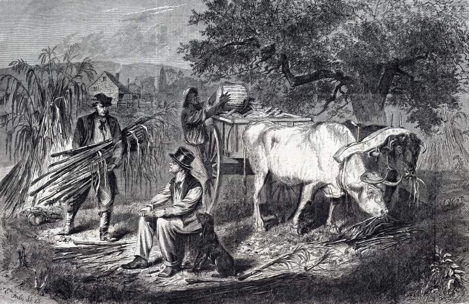 Edwin Forbes, "Gathering Corn," Harper's Weekly Magazine, October 14, 1865, zoomable image