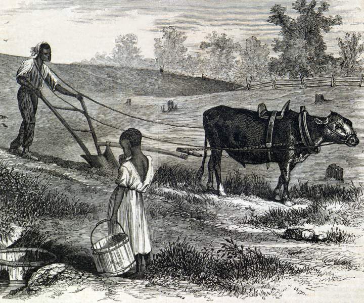 Freedman farming in South Carolina, October 1866, artist's impression.