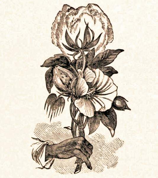 Cotton Plant, artist's impression