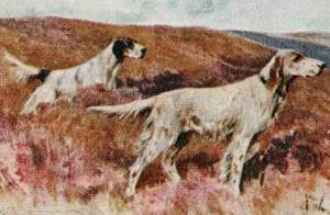 English Setters, thumbnail