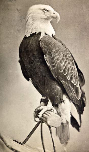 "Old Abe," American Eagle, Civil War mascot of Company C, Eighth Wisconsin Volunteer Infantry, circa 1876, zoomable image