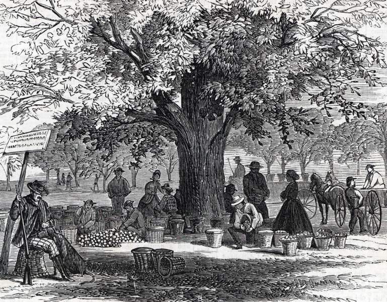 Peach Harvest, Cranbury, New Jersey, late August 1865, artist's impression
