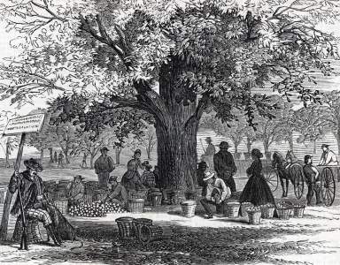 Peach Harvest, Cranbury, New Jersey, late August 1865, artist's impression