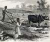 Freedman farming in South Carolina, October 1866, artist's impression.