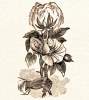 Cotton Plant, artist's impression