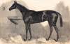 English Derby Winning Racehorse "Macaroni", artist's impression