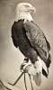  "Old Abe," American Eagle, Civil War mascot of Company C, Eighth Wisconsin Volunteer Infantry, circa 1876, zoomable image